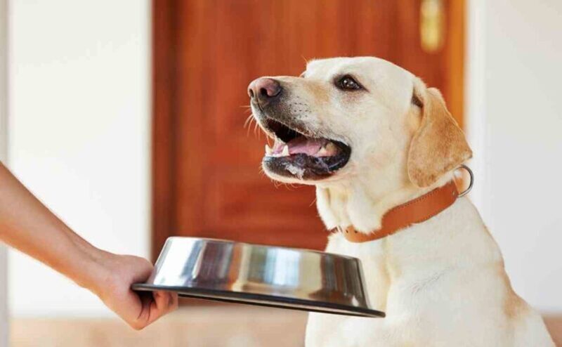 La liste des 5 aliments interdits aux chiens à absolument connaître 