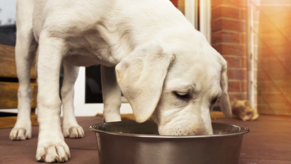 La liste des 5 aliments interdits aux chiens à absolument connaître