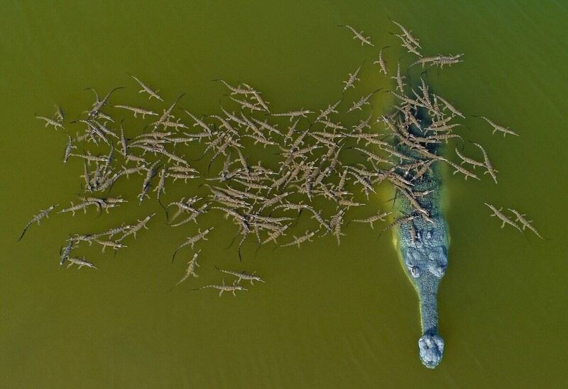La photo d'un papa crocodile chevauchant le dos de 100 bébés a captivé le monde entier