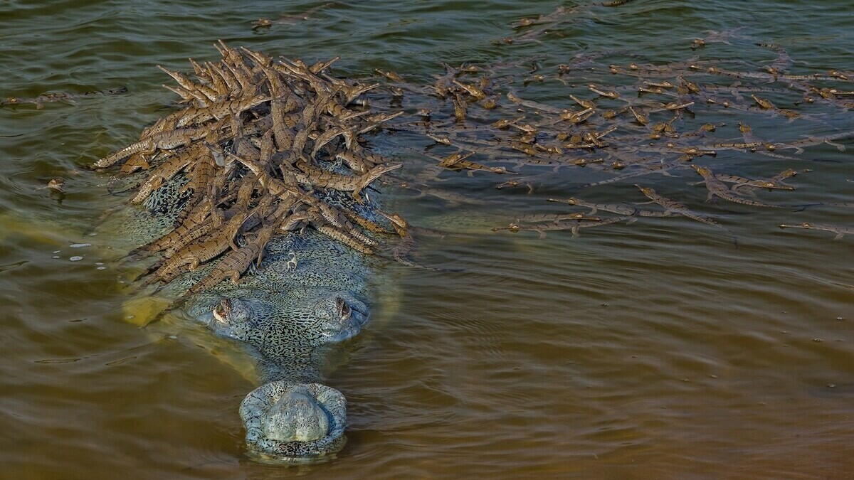 La photo d'un papa crocodile chevauchant le dos de 100 bébés a captivé le monde entier