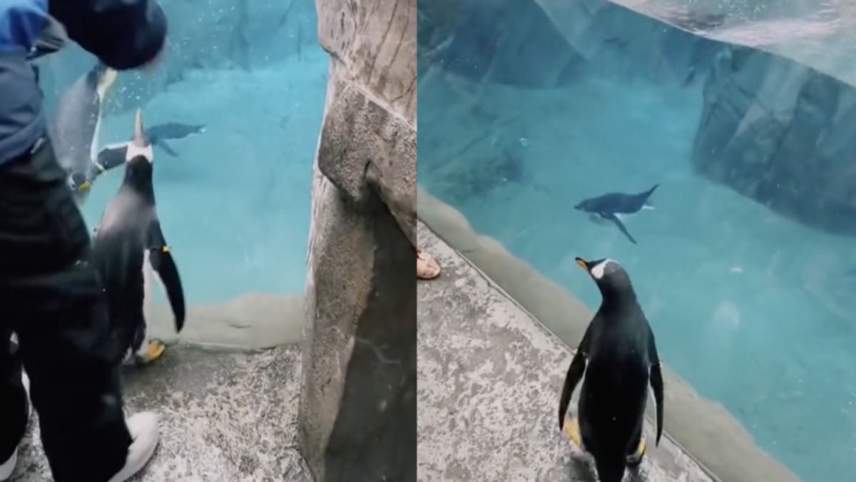 La réaction amusante d'un pingouin qui s'échappe de son aquarium au zoo et qui le regrette immédiatement