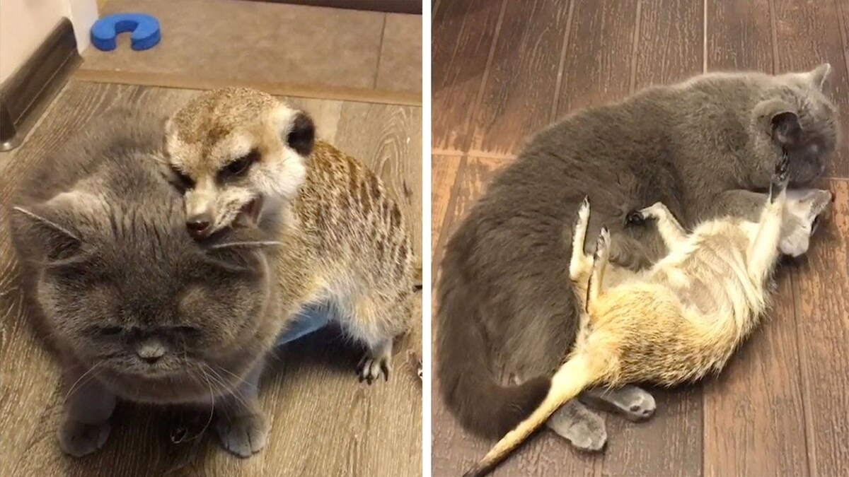 Le chat et le suricate sont les meilleurs amis du monde et adorent se blottir l'un contre l'autre