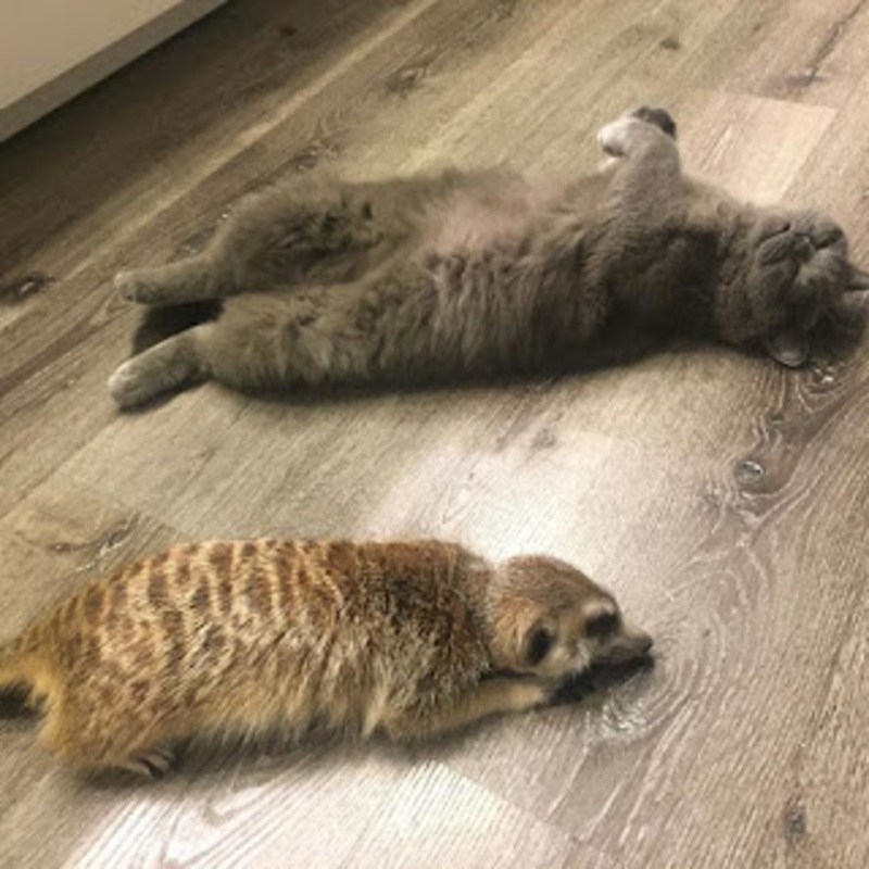 Le chat et le suricate sont les meilleurs amis du monde et adorent se blottir l'un contre l'autre