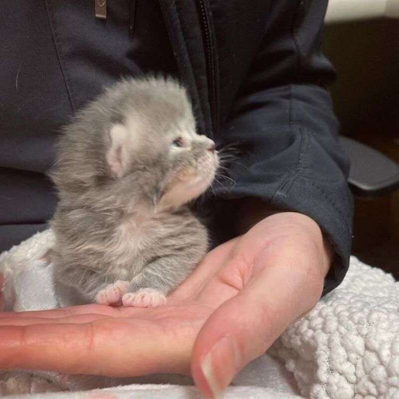 Le chaton de dix jours est sauvé de la rue, sa transformation est incroyable 