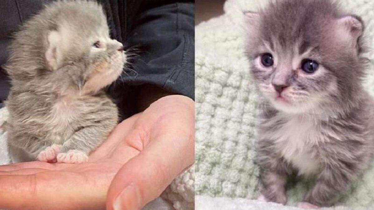 Le chaton de dix jours est sauvé de la rue, sa transformation est incroyable