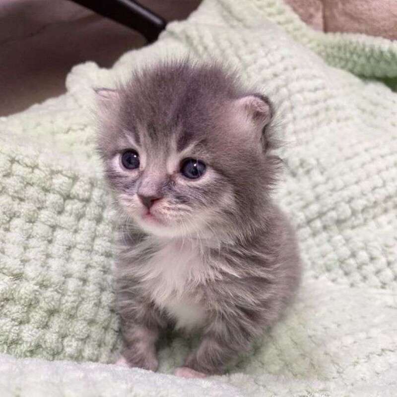 Le chaton de dix jours est sauvé de la rue, sa transformation est incroyable 