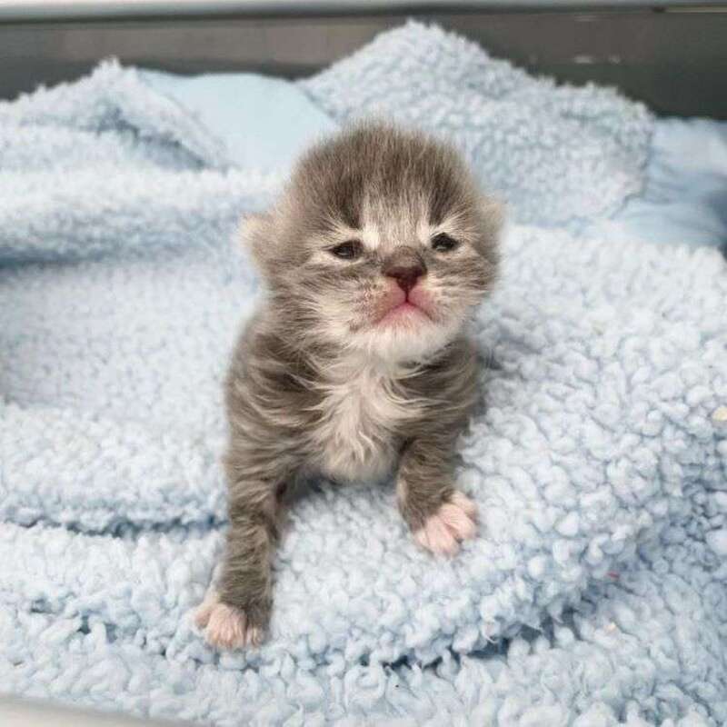 Le chaton de dix jours est sauvé de la rue, sa transformation est incroyable