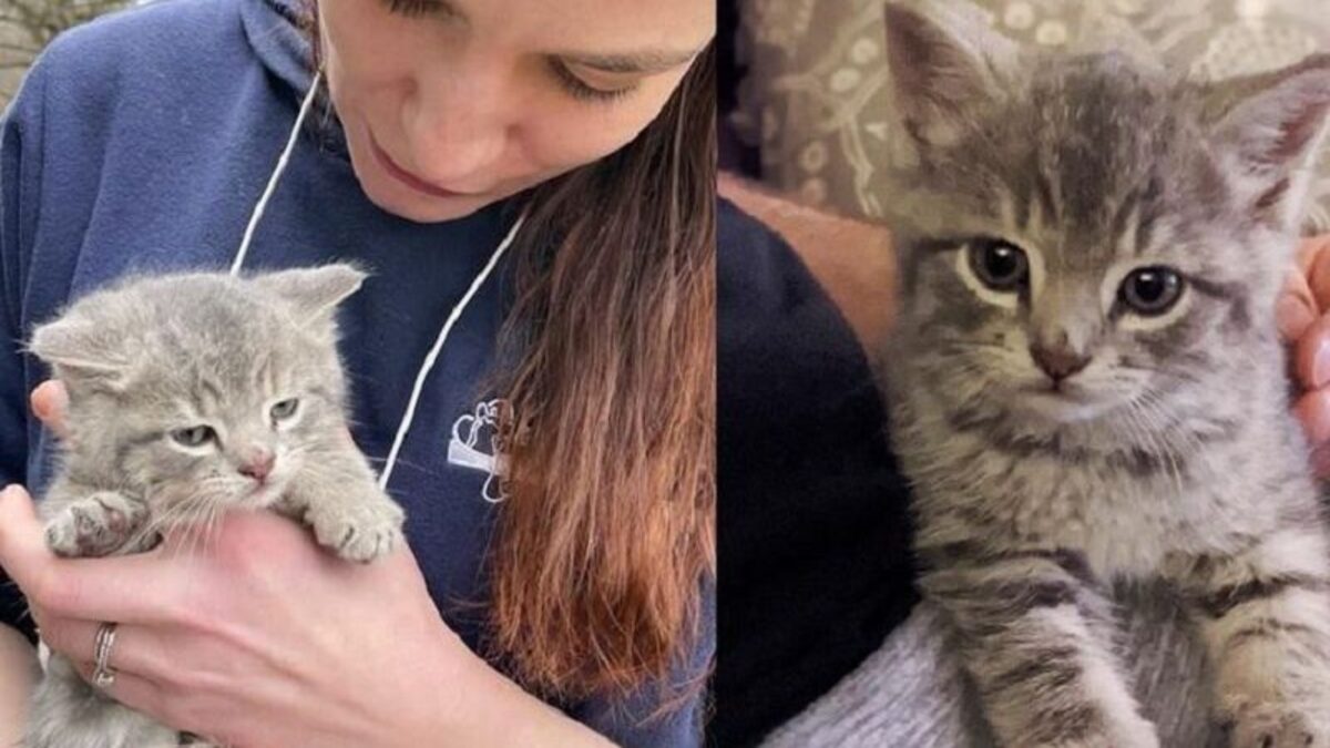 Le chaton était assis au milieu de la route, attendant que la bonne personne le prenne !