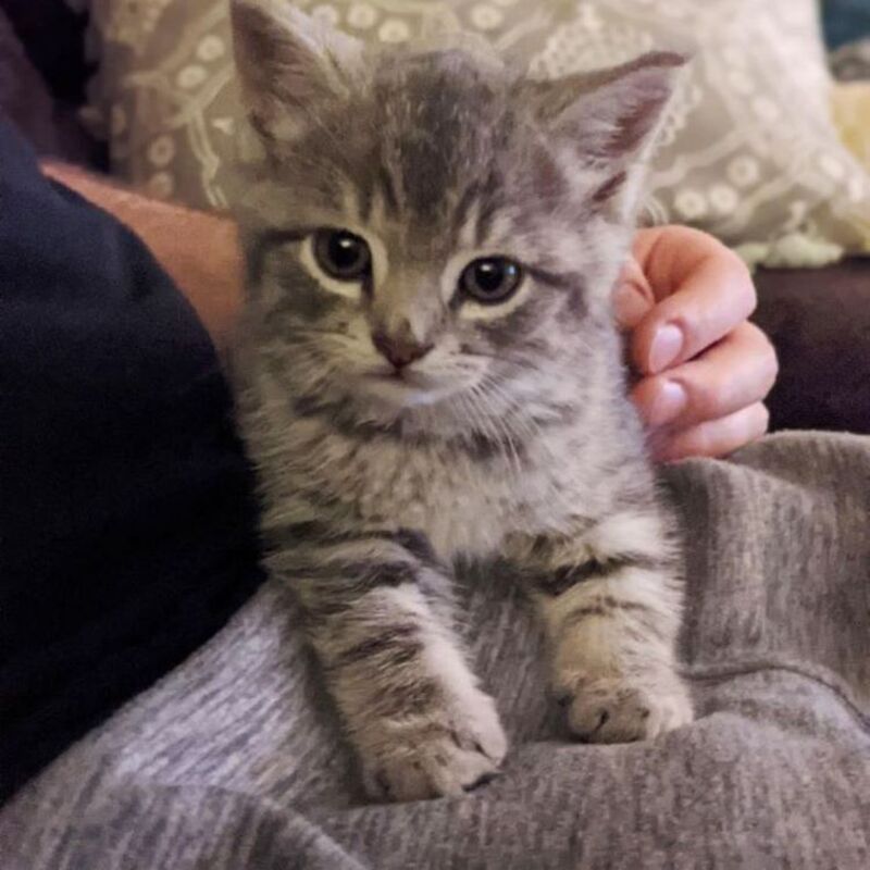 Le chaton était assis au milieu de la route, attendant que la bonne personne le prenne !