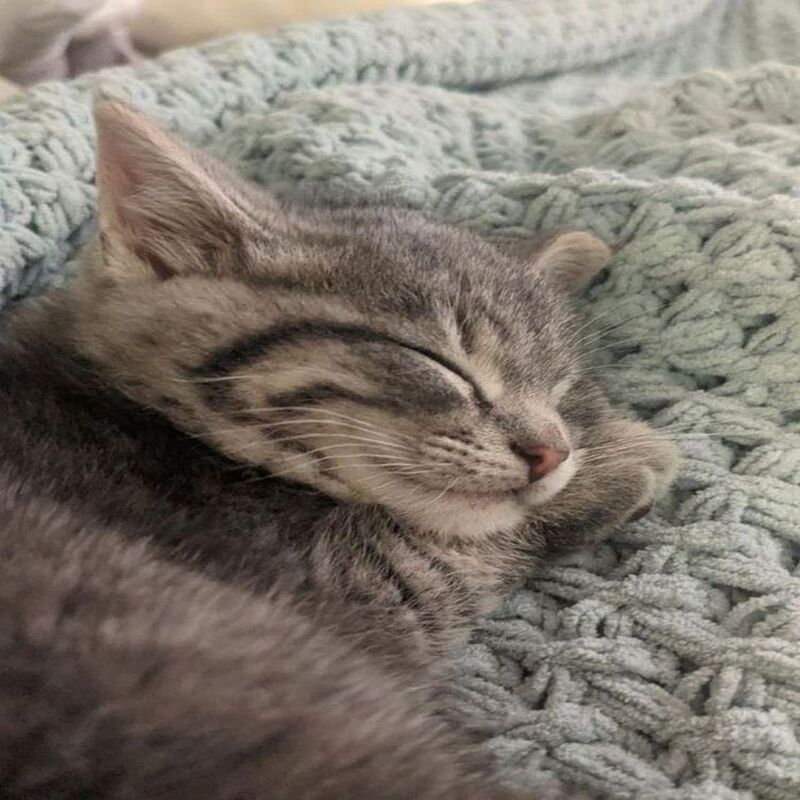 Le chaton était assis au milieu de la route, attendant que la bonne personne le prenne !