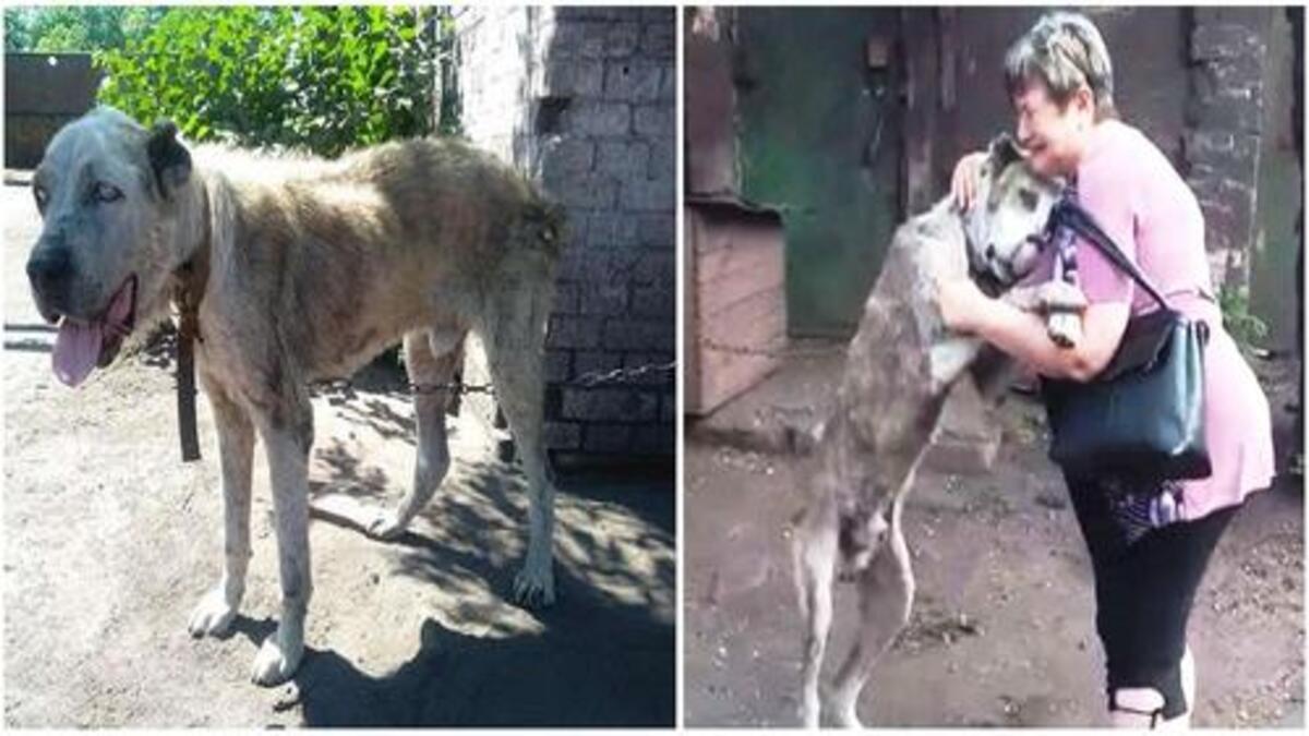 Le chien n'arrive pas à croire qu'il retrouve sa propriétaire après des années d'errance dans la rue !