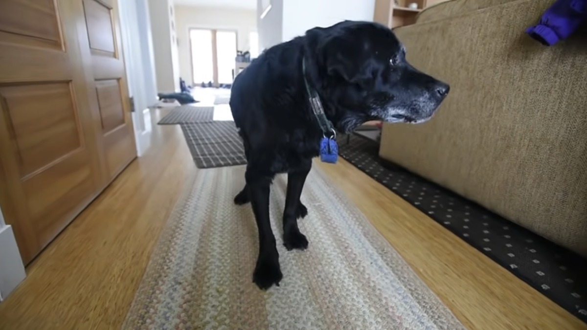 Le chien ne vient plus le matin lui faire la fête, ce que va faire ce facteur est bouleversant