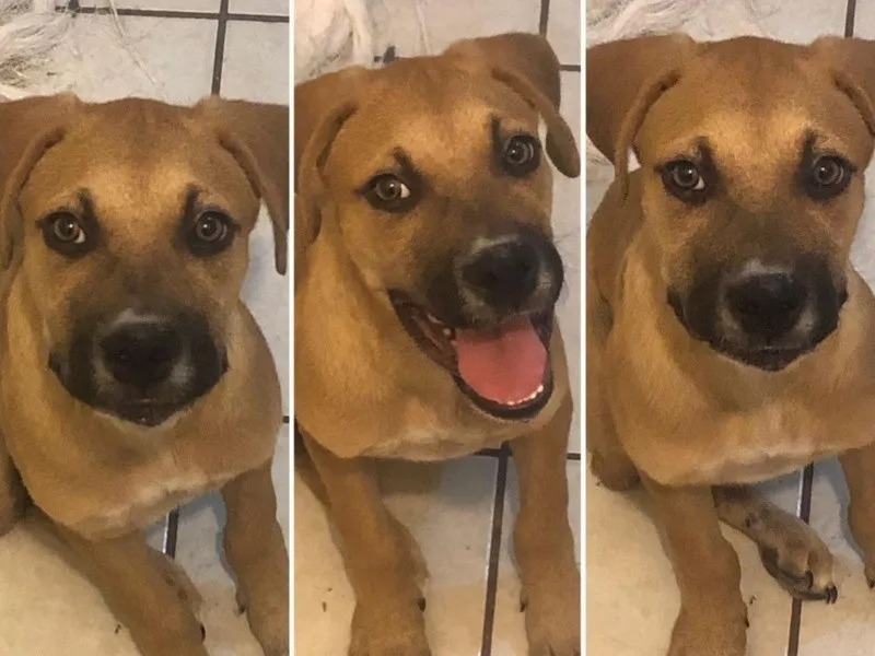 Le chien qui a perdu sa patte et a été rejeté par sa famille est maintenant très heureux !