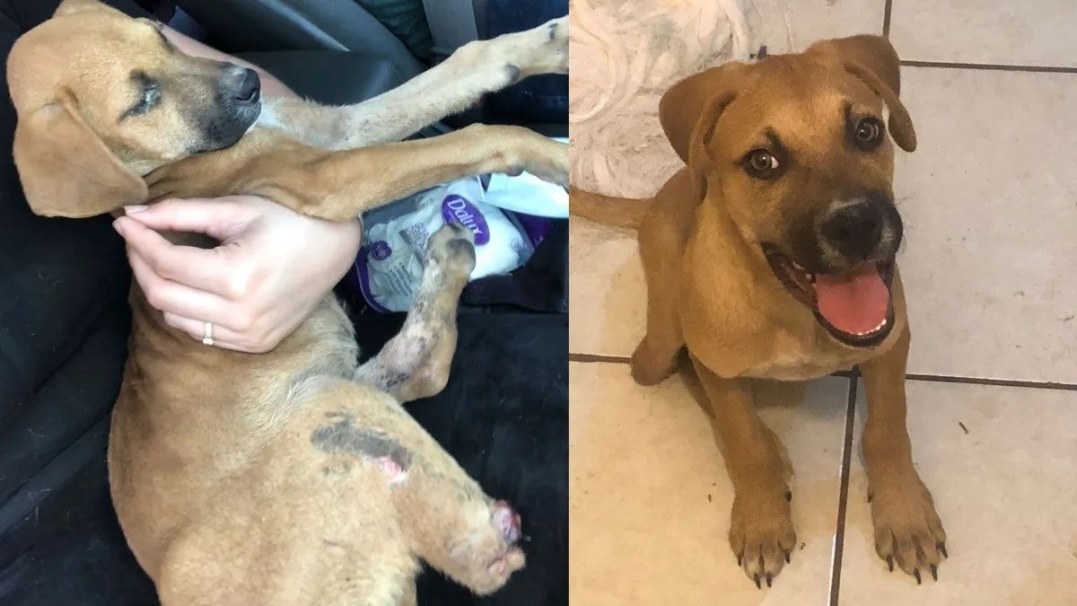 Le chien qui a perdu sa patte et a été rejeté par sa famille est maintenant très heureux !