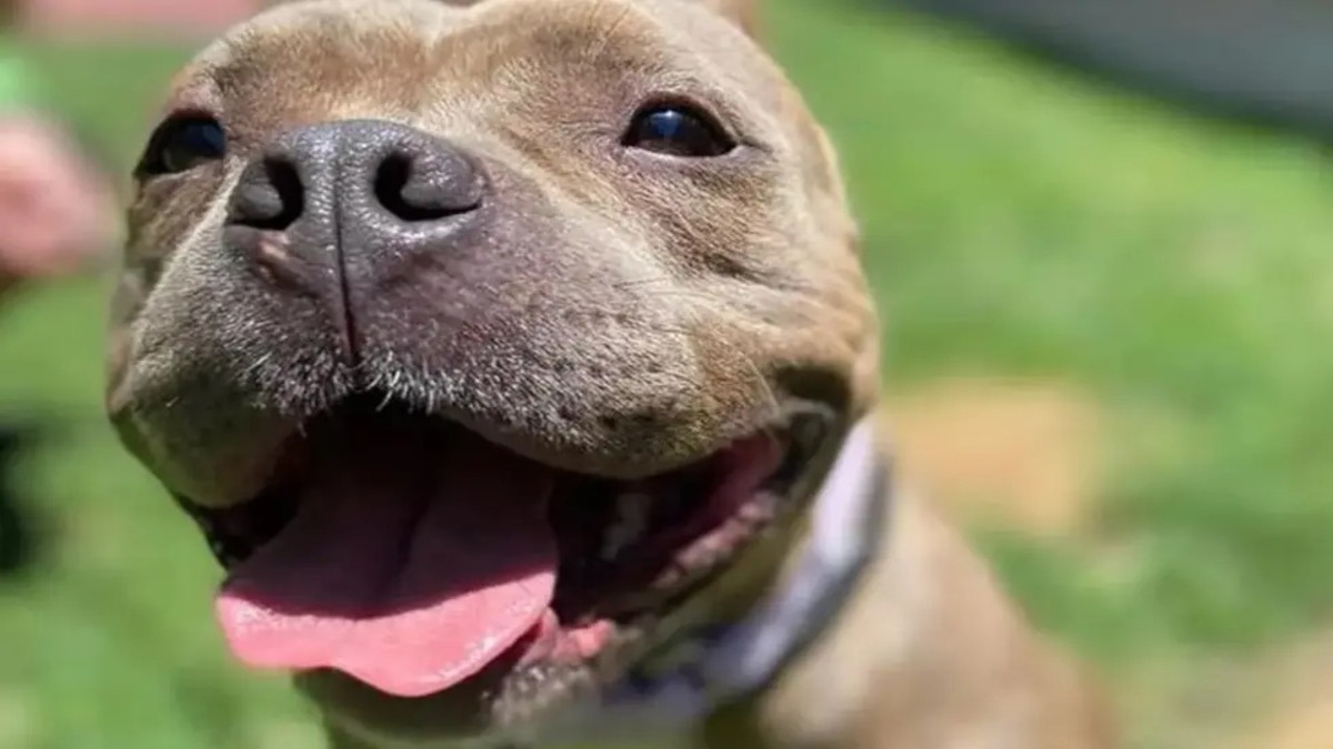 La chienne était enthousiaste à l'idée d'avoir une famille, mais elle est renvoyée au refuge en moins d'un an !