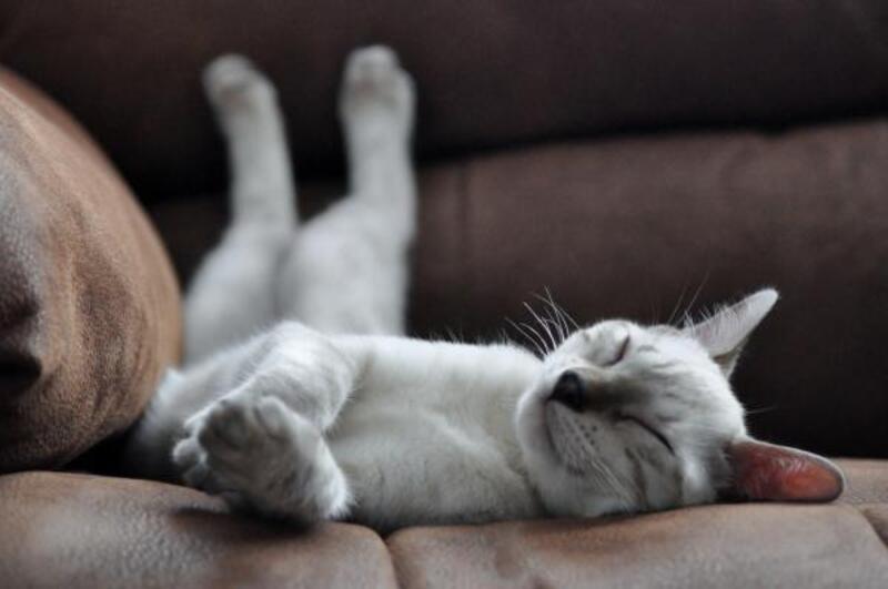 Les 10 choses qui rendent les chats heureux