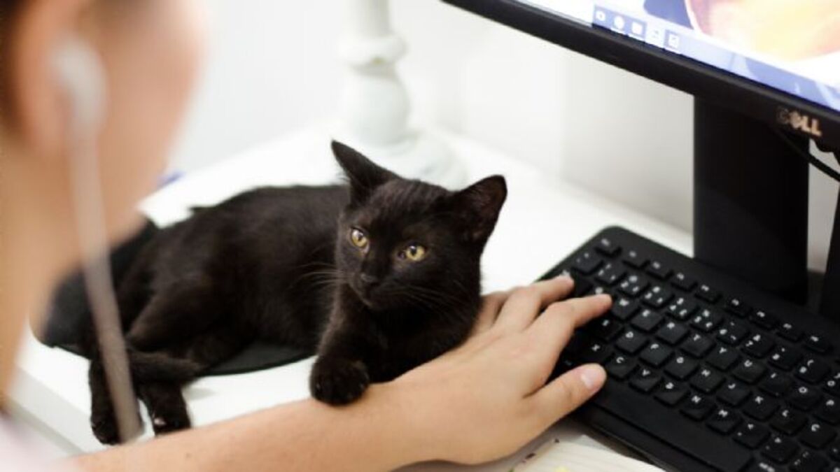 Les 10 choses à absolument connaître qui rendent les chats heureux