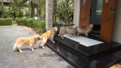 Les 4 chiens attendent sur le palier de la porte, la raison va vous surprendre !