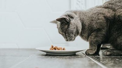 Les 8 aliments très dangereux qu’il ne faut surtout jamais donner à votre chat