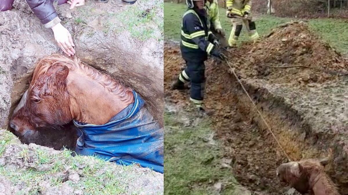 Les pompiers ont sauvé un cheval tombé dans un énorme trou !