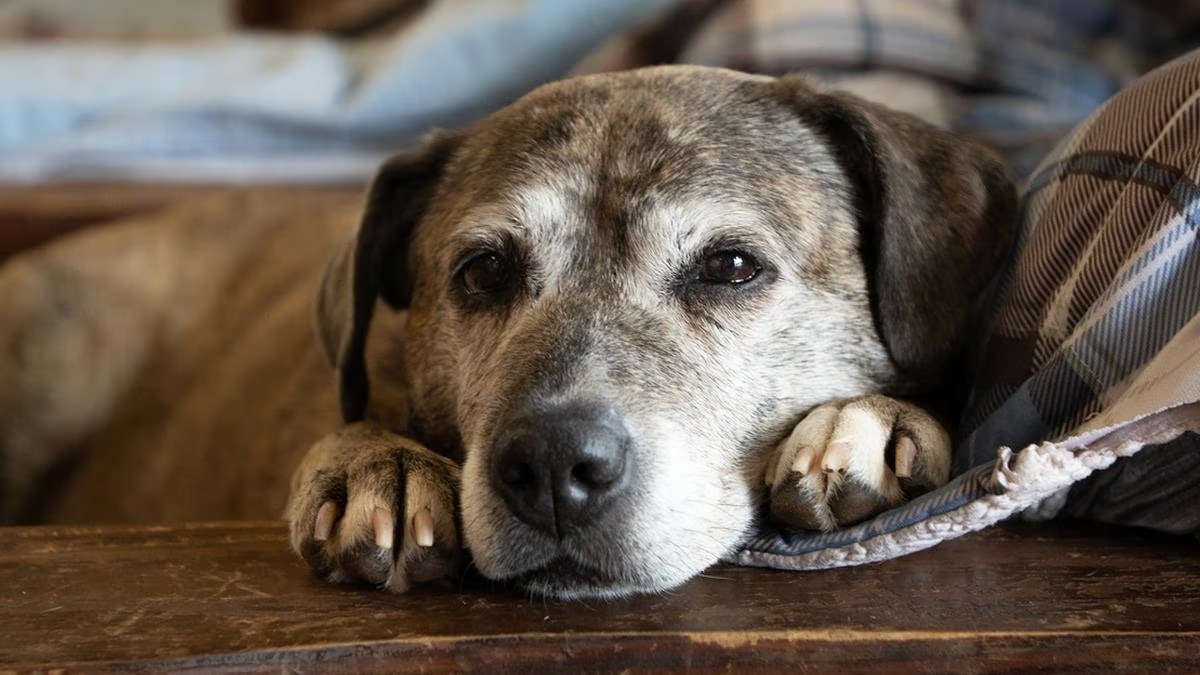 Lettre bouleversante d'un chien abandonné à son propriétaire