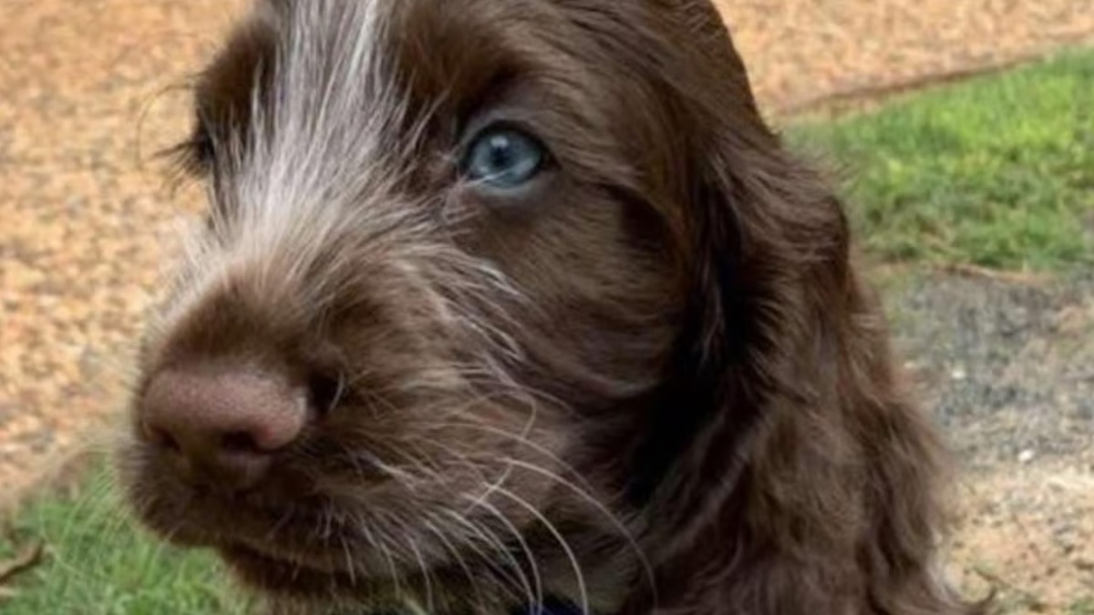 Leur chien meurt et ils adoptent un chiot, ce qu’il fait tous les matins est déchirant