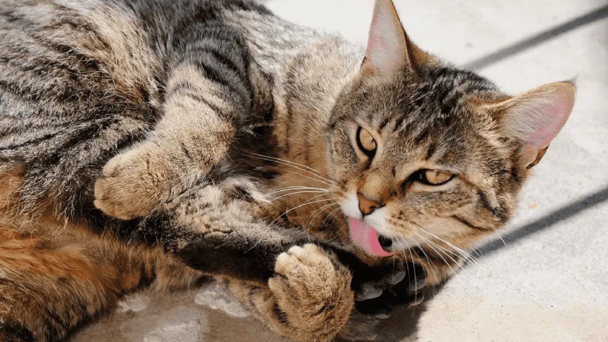 L'explication de ces 5 comportements courants chez les chats