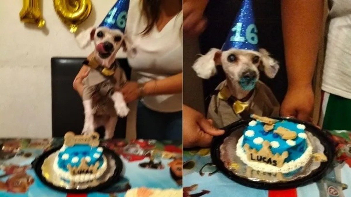 Pour fêter les 16 ans du chien, on lui a préparé sa tourte à la viande préférée !