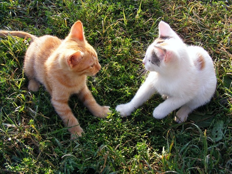 Voici pourquoi il vaut mieux avoir deux chats qu'un seul