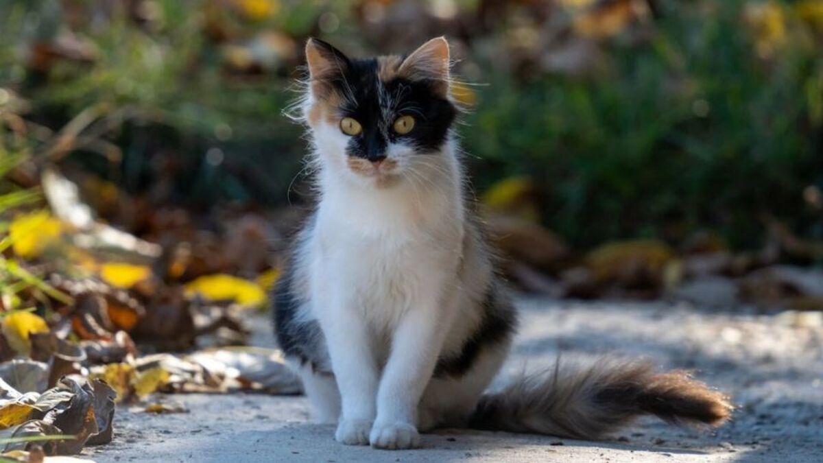 Pourquoi les chats n'aiment-ils pas qu'on leur touche la queue