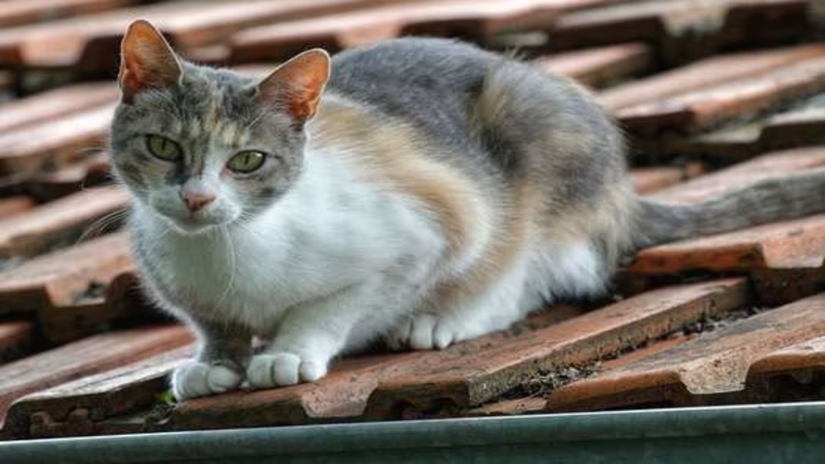 Pourquoi les chats s'enfuient-ils de chez eux