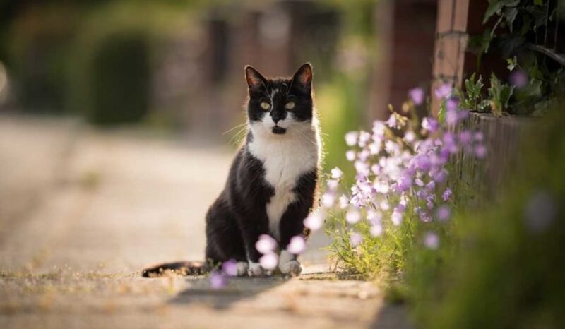 Pourquoi les chats s'enfuient-ils de chez eux