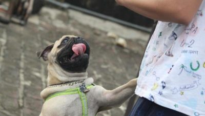 Voici pourquoi les chiens pleurent de joie lorsqu'ils retrouvent leur maître
