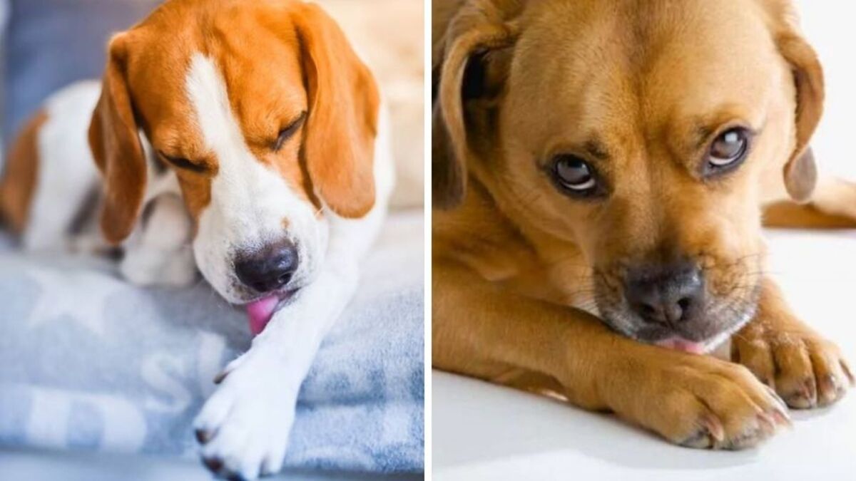 Pourquoi les chiens se lèchent-ils et se mordent-ils les pattes ?