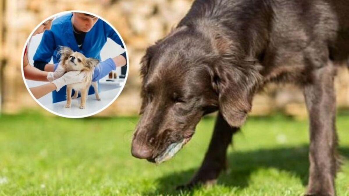 Pourquoi les chiens vomissent-ils jaune ?