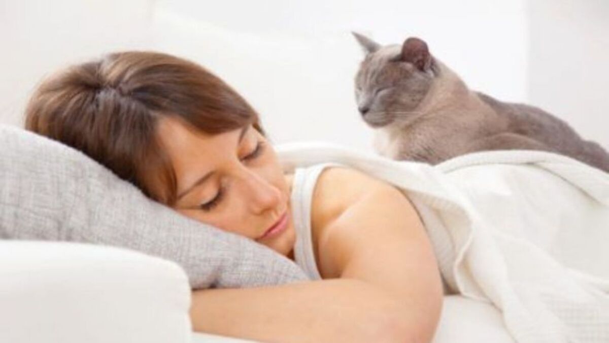 Pourquoi votre chat vous réveille-t-il toujours le matin ? Voici la réponse