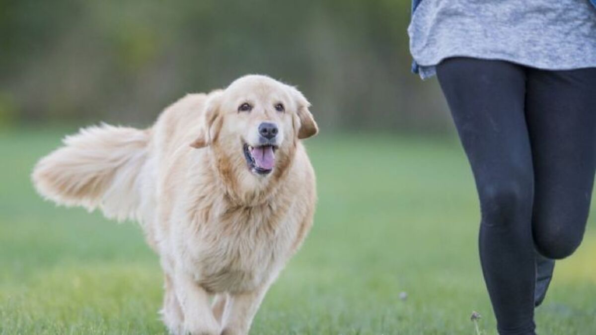 Voici pourquoi votre chien vous suit toujours partout