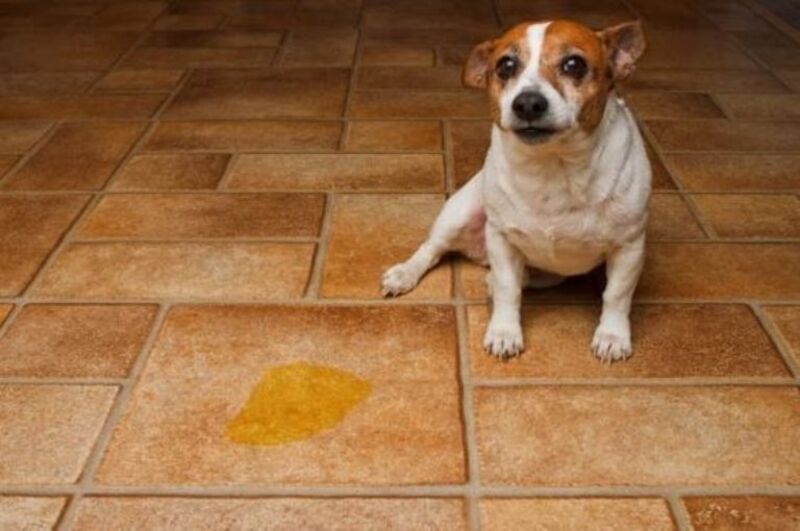 Pourquoi votre chien urine-t-il lorsqu'il vous voit et que faire ? Les explication de ce comportement 