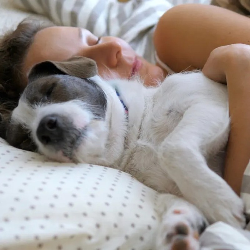 Pourquoi votre chien veut toujours dormir avec vous, la science l'explique (3)