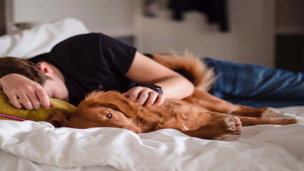 Pourquoi votre chien veut toujours dormir avec vous, la science l'explique (3)