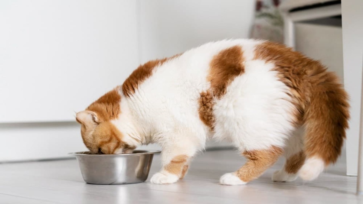 Prenez soin de votre chat - voici les aliments qu'il ne doit jamais goûter !