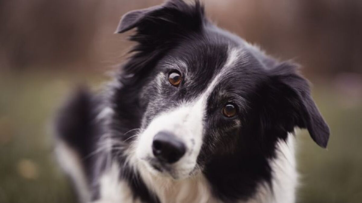 Quatre races de chiens avec lesquelles il fait bon vivre