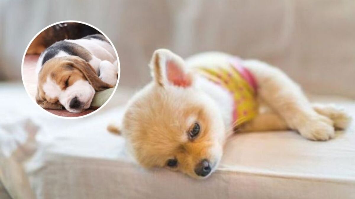 Voici les solutions lorsqu'un chien ne peut pas dormir et est très agité