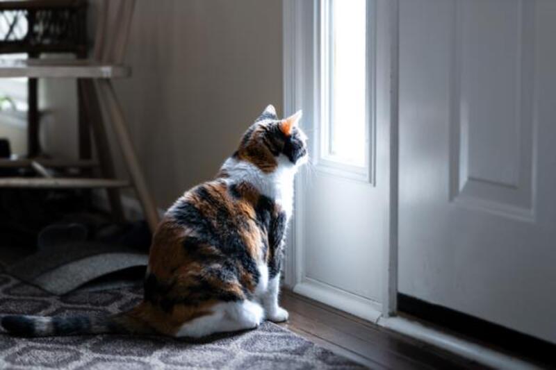 Que font les chats lorsque leurs maîtres leur manquent