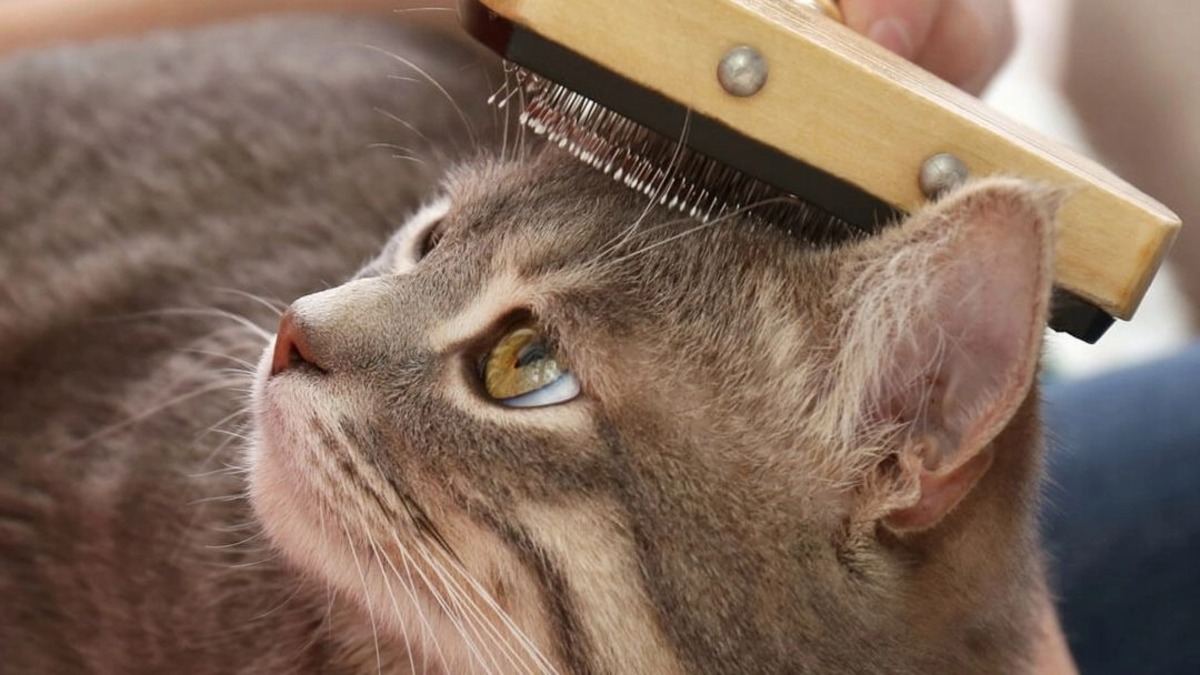 Que peut-on faire pour prévenir la perte de poils chez les chats ?