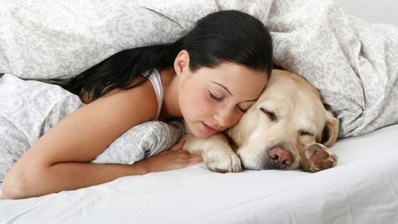 Que signifie le fait que votre chien veuille toujours dormir avec vous ? La réponse dévoilée