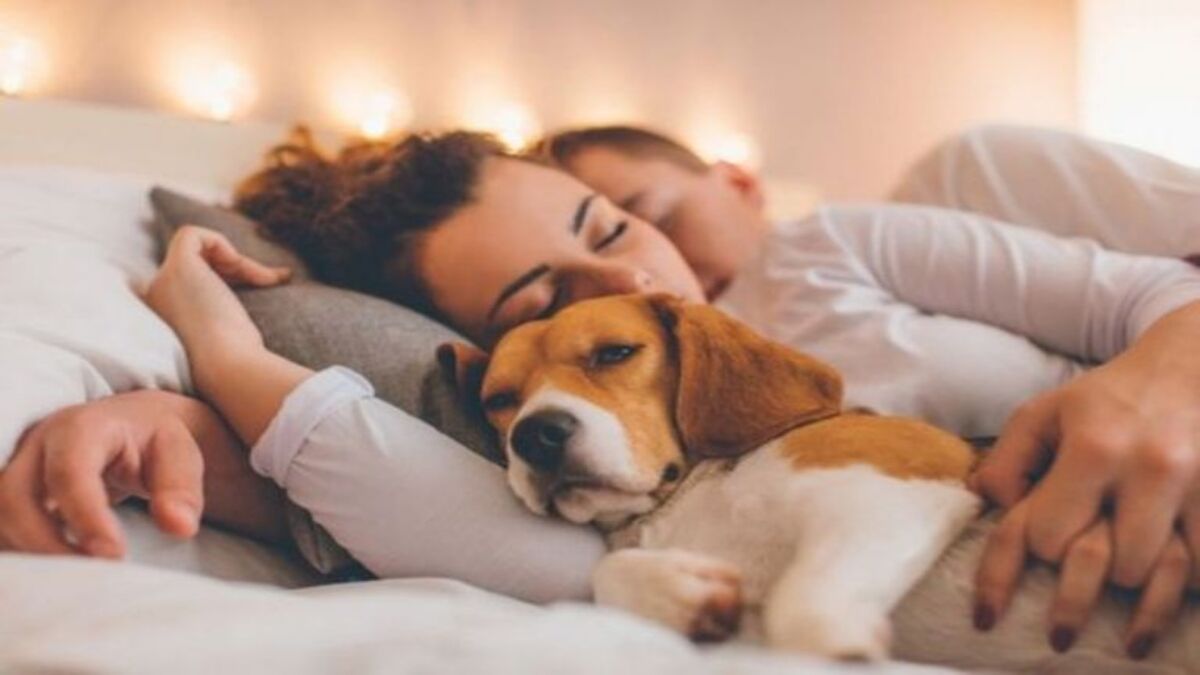 Que signifie le fait que votre chien veuille toujours dormir avec vous ? La réponse dévoilée