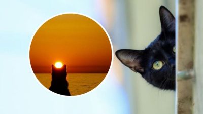 Que signifie le fait qu'un chat pleure au petit matin ?