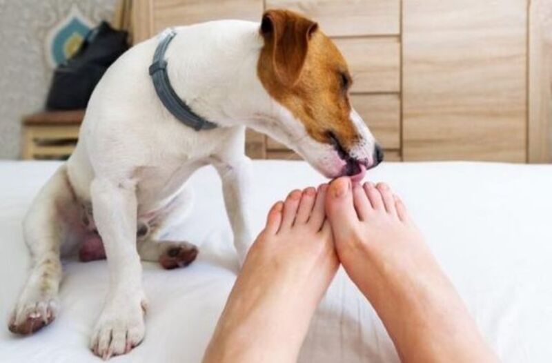 Que signifie le fait qu'un chien vous lèche les pieds et pourquoi est-ce si mignon ?