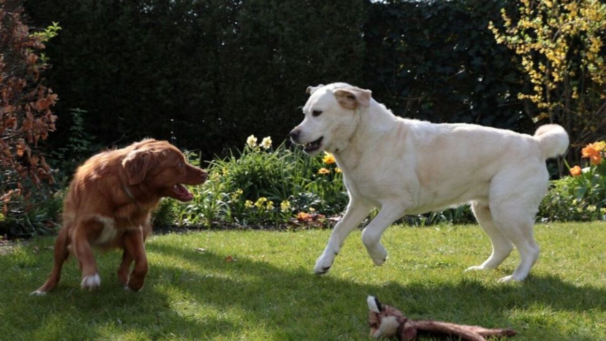 Que signifie un chien très territorial ? Voici les explications